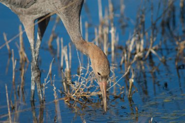 Bir gölde yaygın bir vinç grus grus.