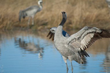 Bir gölde yaygın bir vinç grus grus.