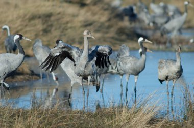 Vinçler lagündeki Grus grus.