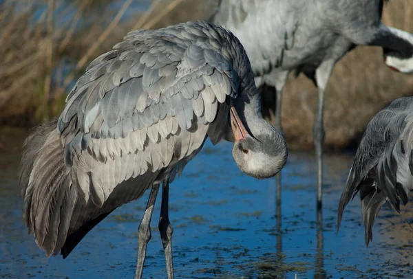 Guindaste comum Grus grus em uma lagoa. — Fotografia de Stock