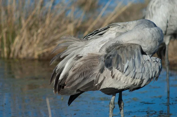 Gru comune Grus grus in laguna. — Foto Stock