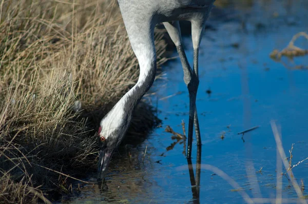 Guindaste comum Grus grus em uma lagoa. — Fotografia de Stock