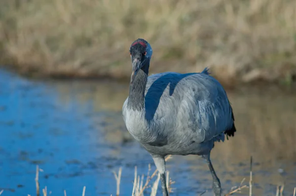 Guindaste comum Grus grus em uma lagoa. — Fotografia de Stock