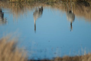 Yaygın turnalar Grus grus bir göle yansıyor.