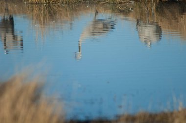 Yaygın turnalar Grus grus bir göle yansıyor.