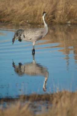 Bir gölde yaygın bir vinç grus grus.