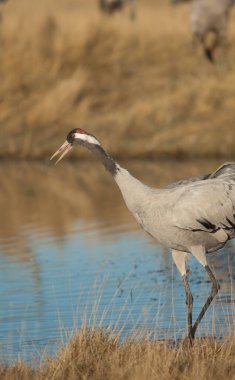 Bir gölde yaygın bir vinç grus grus.
