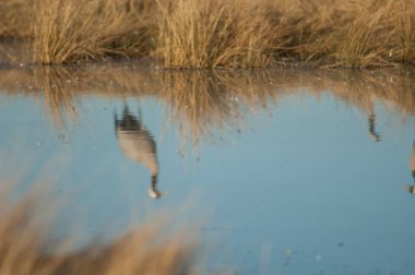 Yaygın turnalar Grus grus bir göle yansıyor.