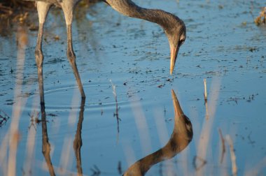 Bir lagüne yansıyan çocuk vinci.