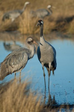 Vinçler lagündeki Grus grus.