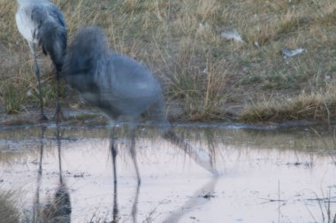 Bir gölde yaygın bir vinç grus grus.