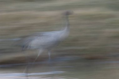 Bir gölde yaygın bir vinç grus grus.