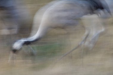 Bir gölde yaygın bir vinç grus grus.