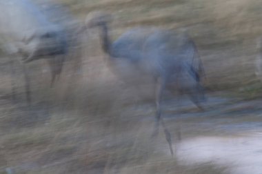 Bir gölde yaygın bir vinç grus grus.