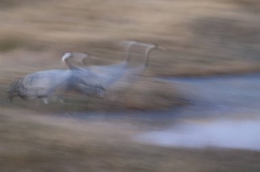 Vinçler lagündeki Grus grus.
