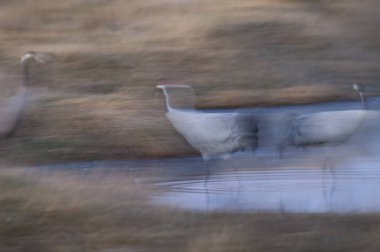 Vinçler lagündeki Grus grus.