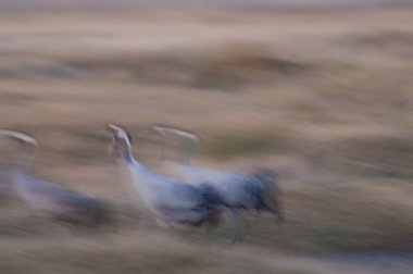Vinçler lagündeki Grus grus.