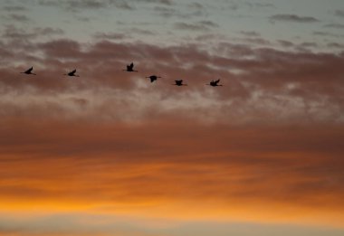 Yaygın turnalar Şafakta uçan Grus grus.