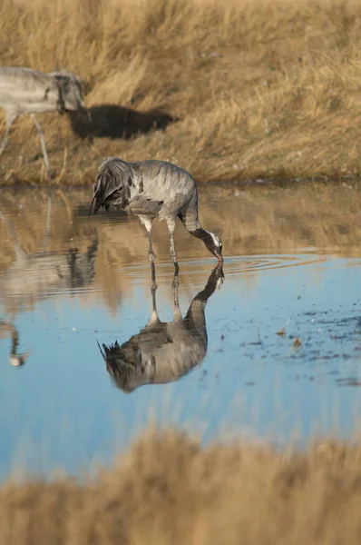 Kranich Grus grus in einer Lagune. — Stockfoto