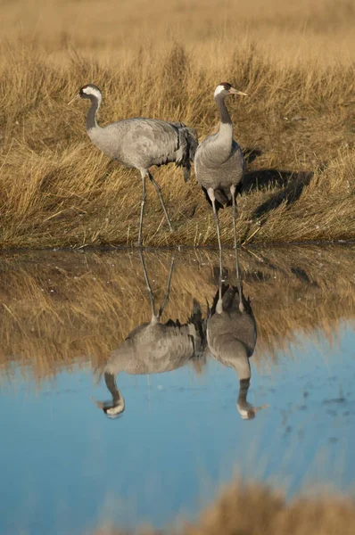 Guindastes comuns Grus grus em uma lagoa. — Fotografia de Stock