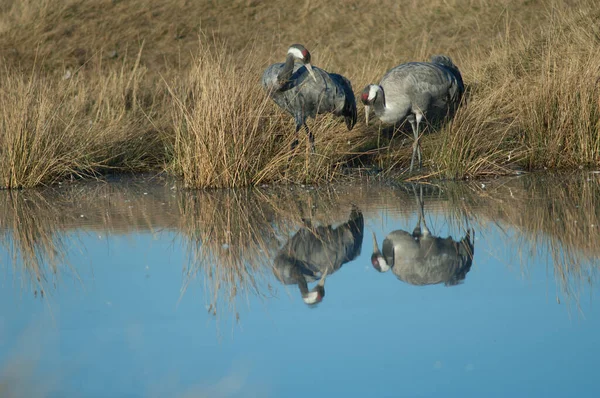 Společné jeřáby Grus grus se odráží v laguně. — Stock fotografie