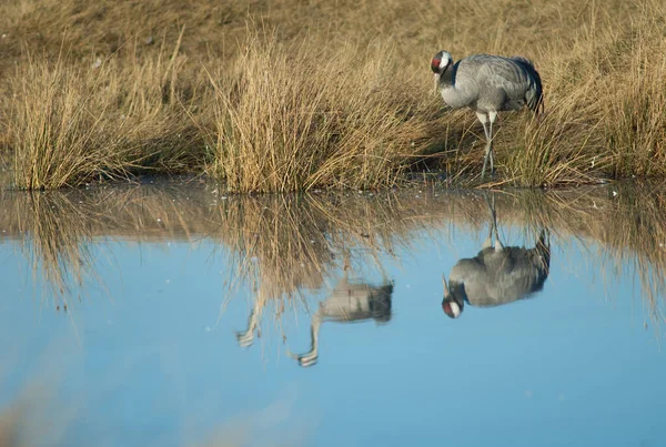 Guindastes comuns Grus grus refletido em uma lagoa. — Fotografia de Stock