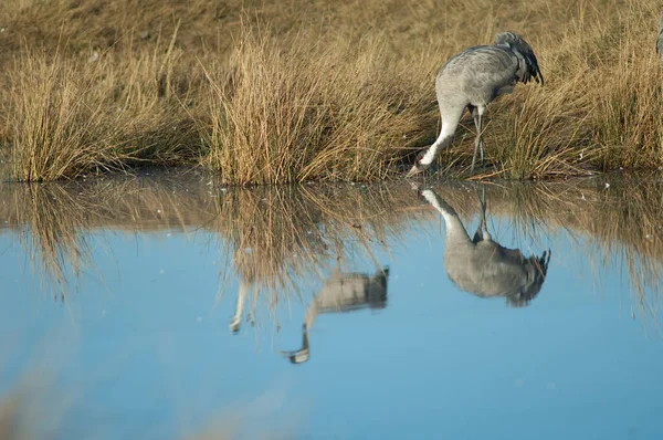 Guindastes comuns Grus grus refletido em uma lagoa. — Fotografia de Stock