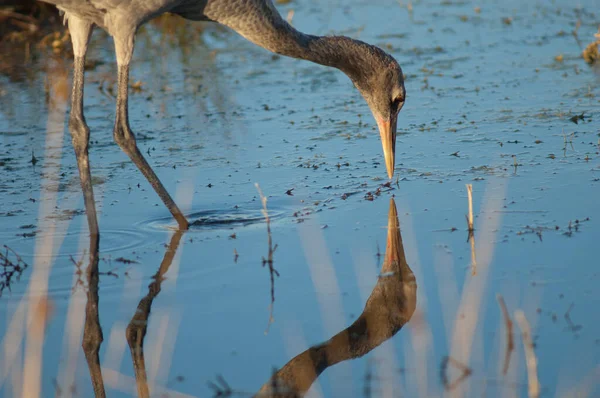 Guindaste comum juvenil refletido em uma lagoa. — Fotografia de Stock