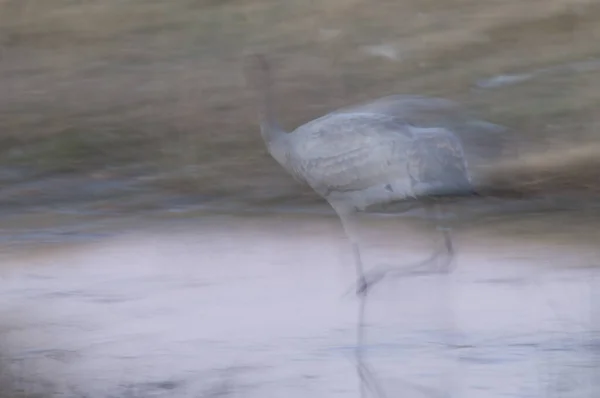 Közönséges daru Grus grus lagúnában. — Stock Fotó