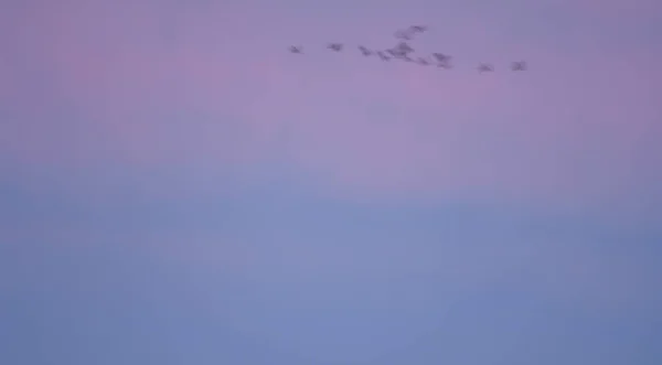 Kraniche Grus grus im Morgengrauen im Flug. — Stockfoto