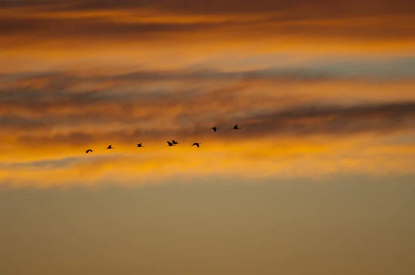Żurawie Grus grus w locie o świcie. — Zdjęcie stockowe