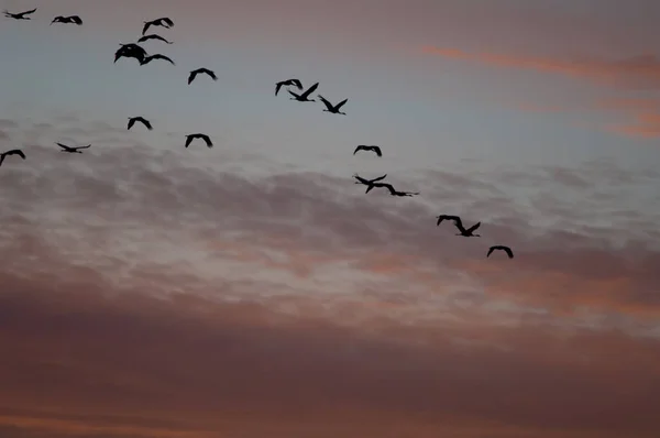 Gemeenschappelijke kranen Grus grus tijdens de vlucht bij dageraad. — Stockfoto