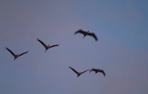 Guindastes comuns Grus grus em voo ao amanhecer. — Fotografia de Stock