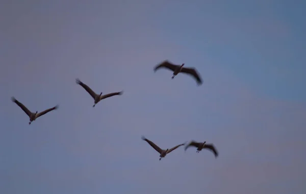 Kraniche Grus grus im Morgengrauen im Flug. — Stockfoto