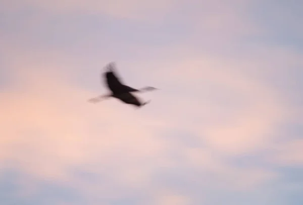 Gemeenschappelijke kranen Grus grus tijdens de vlucht bij dageraad. — Stockfoto