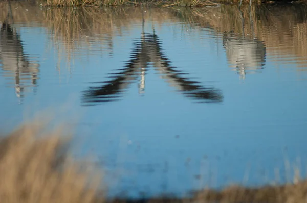 Guindastes comuns Grus grus refletido em uma lagoa. — Fotografia de Stock