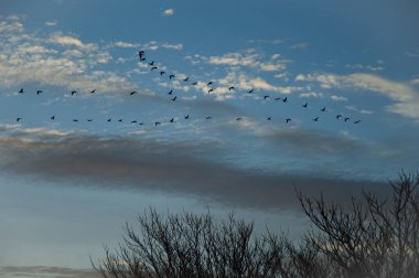 Uçan turnalar sürüsü Grus grus.