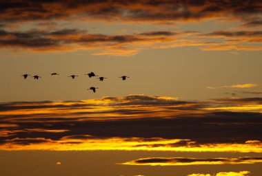 Yaygın turnalar Şafakta uçan Grus grus.