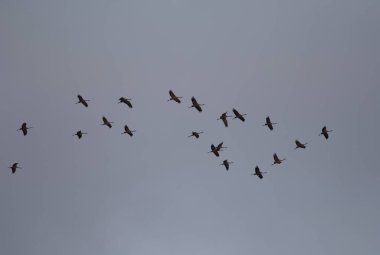 Uçan turnalar sürüsü Grus grus.