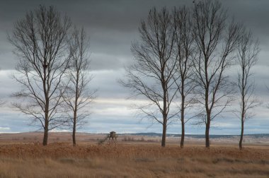 Gallocanta Gölünde Kuşlar Gözlemevi ve Ağaçlar Doğal Rezerv.