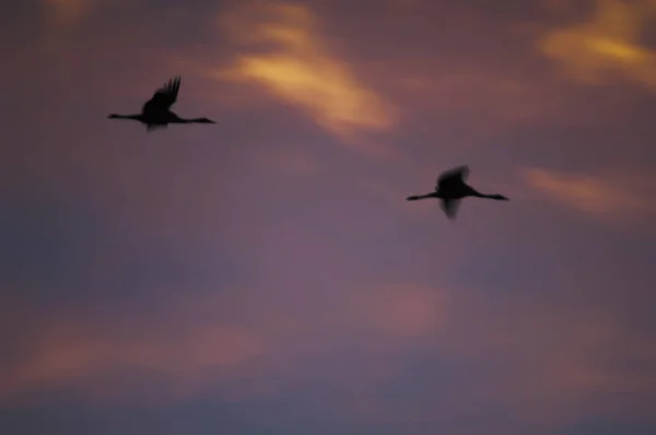 Grúas comunes Grus grus en vuelo al amanecer. —  Fotos de Stock