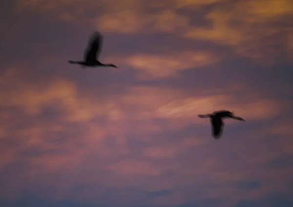 Grúas comunes Grus grus en vuelo al amanecer. —  Fotos de Stock