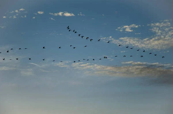 Manada de grúas comunes Grus grus en vuelo. —  Fotos de Stock