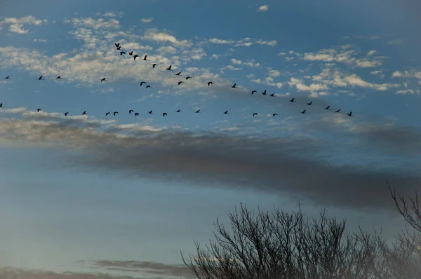 Manada de grúas comunes Grus grus en vuelo. —  Fotos de Stock