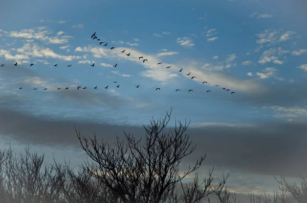 Manada de grúas comunes Grus grus en vuelo. —  Fotos de Stock