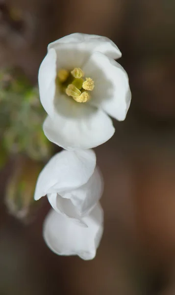 Flowers in the Gallocanta Lagoon Natural Reserve. — Stock Photo, Image