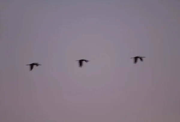 Kraniche Grus grus im Morgengrauen im Flug. — Stockfoto