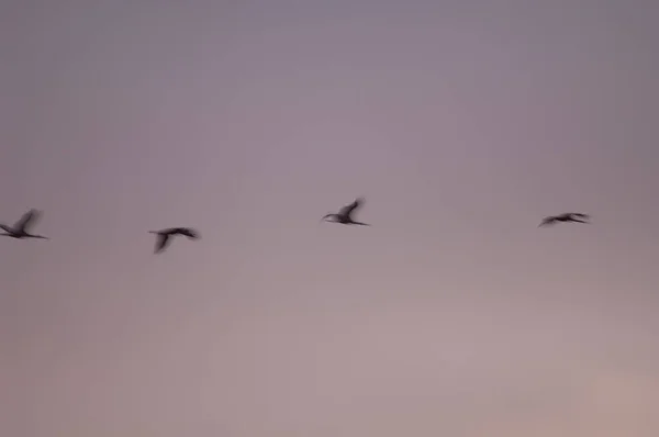 Kraniche Grus grus im Morgengrauen im Flug. — Stockfoto