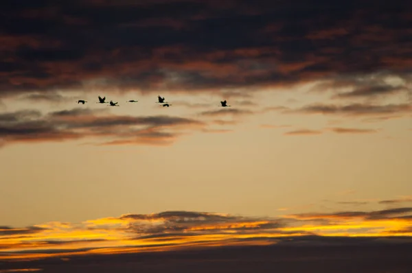 Grúas comunes Grus grus en vuelo al amanecer. —  Fotos de Stock