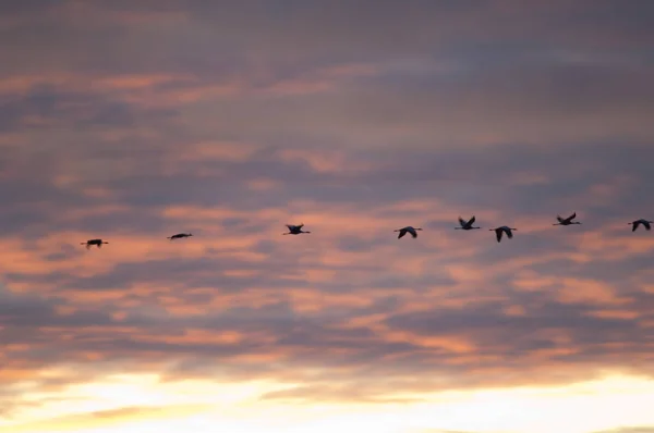 Grúas comunes Grus grus en vuelo al amanecer. —  Fotos de Stock